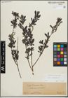 Foto von Salix purpurea L.